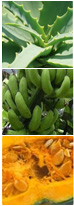 アロエエキス（キダチアロエ）、芭蕉（バナナ果皮）抽出エキス、西洋カボチャ乾燥種子抽出エキス
